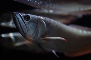 Lebenswartung bei Fischen: Beispiel Arowana