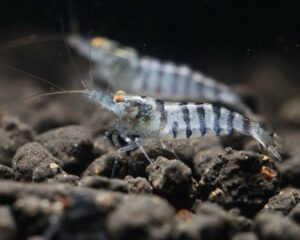 Auch die Streifengarnele (Neocaridina babaulti) hat einen geringen Proteinbedarf