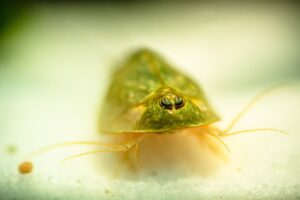 Triops